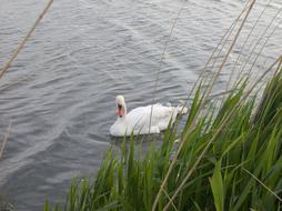 a white swan in a big lake in the grass.