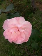Flower Pink Rose