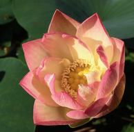 Lotus Blossom Bloom