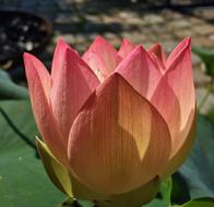 Lotus Blossom Bloom