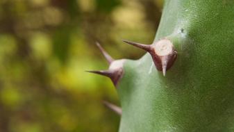 Nature Outdoors Flora