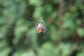 Spider Cobweb Nature