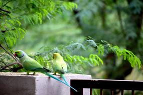 Parrots Birds Nature