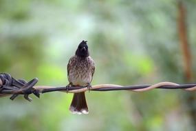 Bird Green Nature