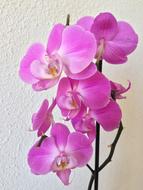 pink orchid against the wall