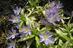 Nature Flower Krokus