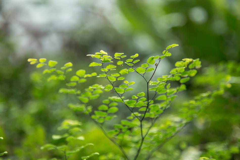 green bush