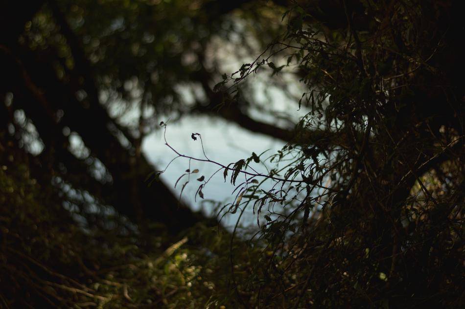 dry plants with a lake