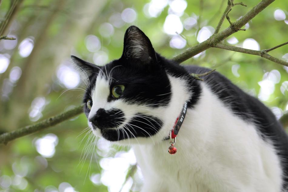 black and white cat on a tree on a blurred background