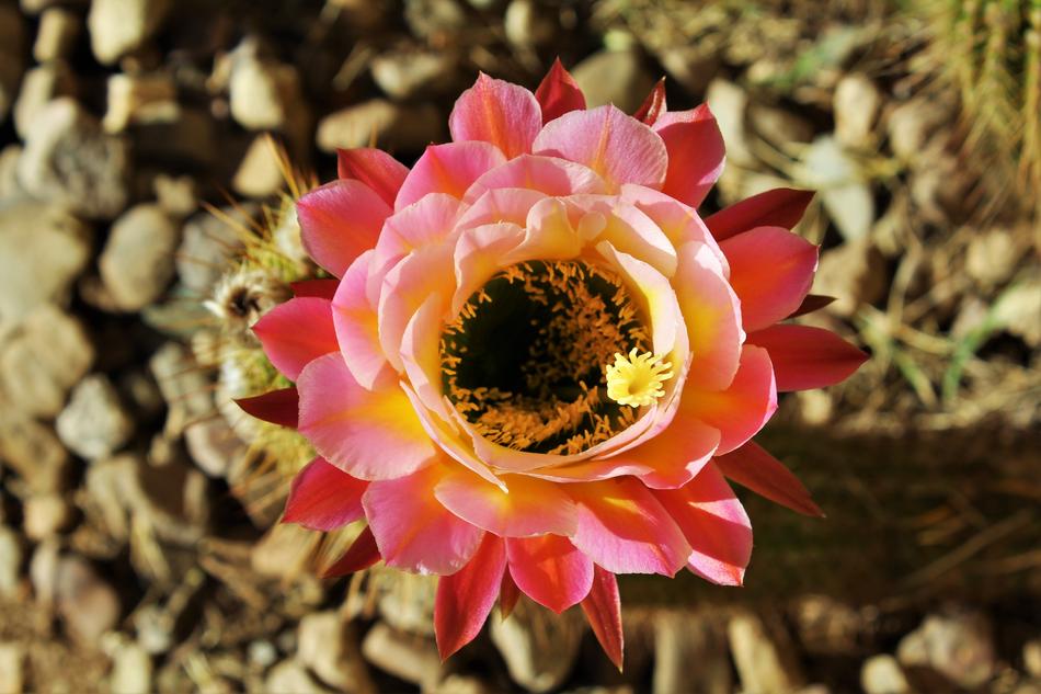 Desert Cactus Flower