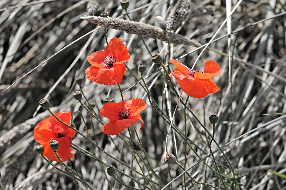 Poppies flowers in summer