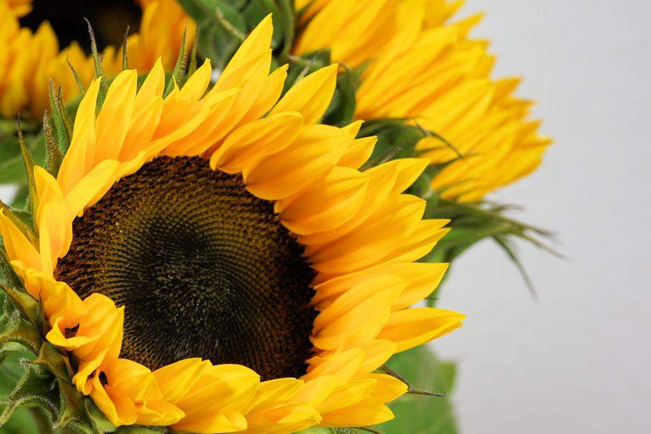Sunflower Blossom bouquet