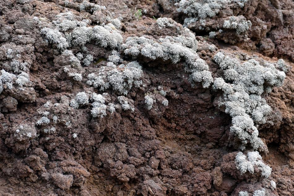 white plants in the dirt