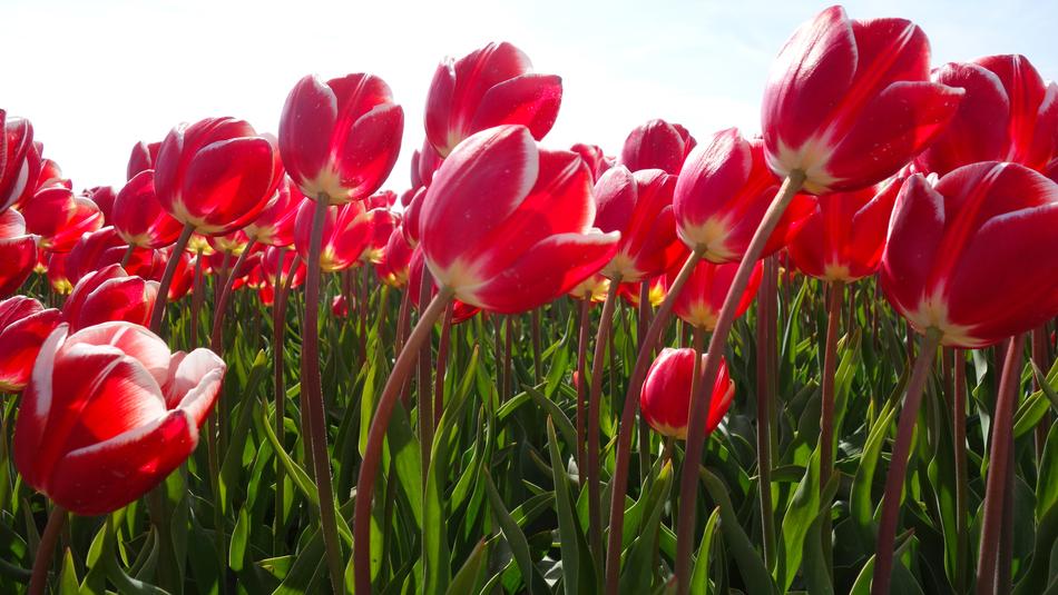 Tulips Bulbs Tulip