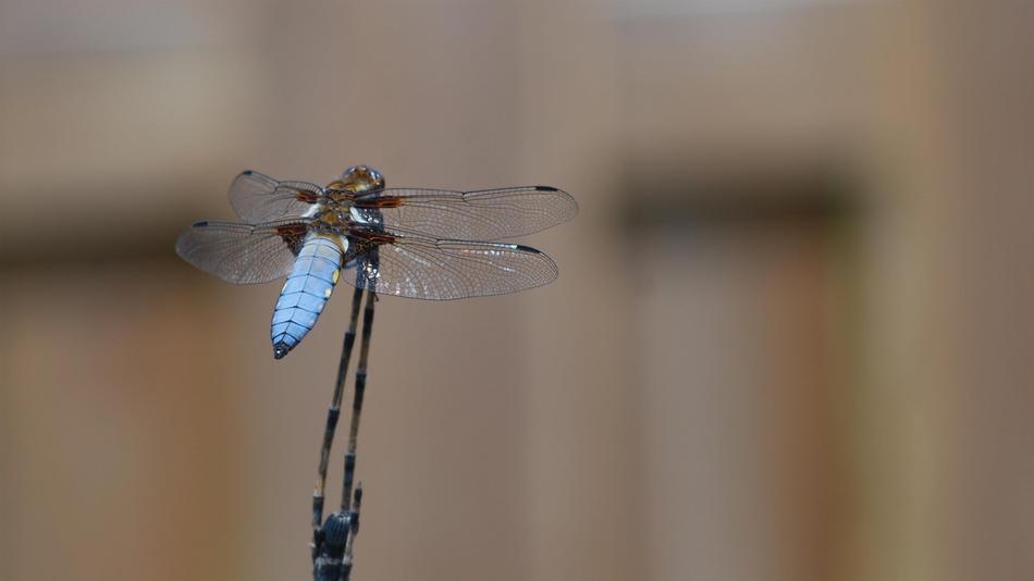 little blue dragonfly
