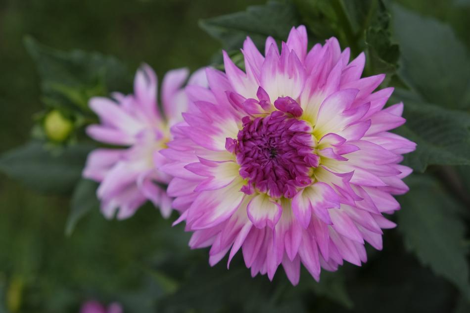 Flower Blossom Bloom