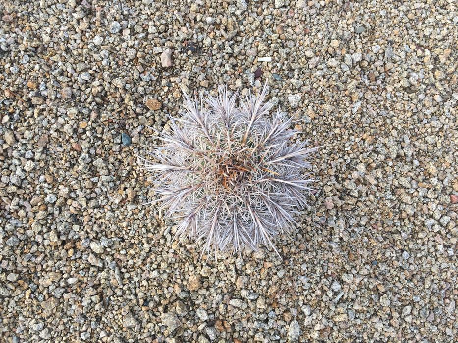 Mountain Cacti Cactus