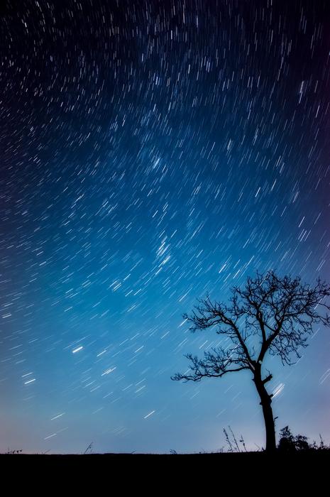 blue starry night and the silhouette of a tree
