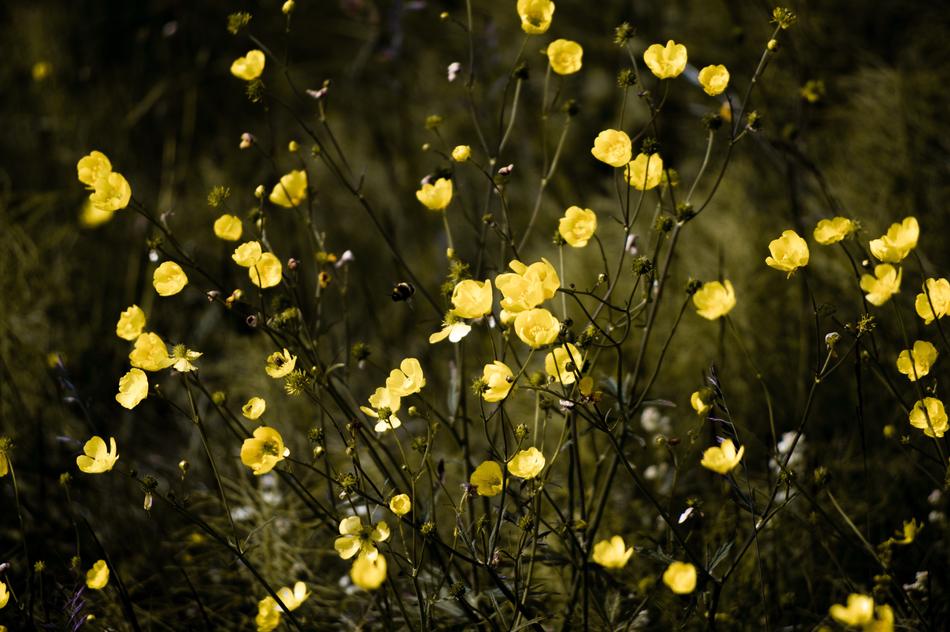 yellow small flowers in nature