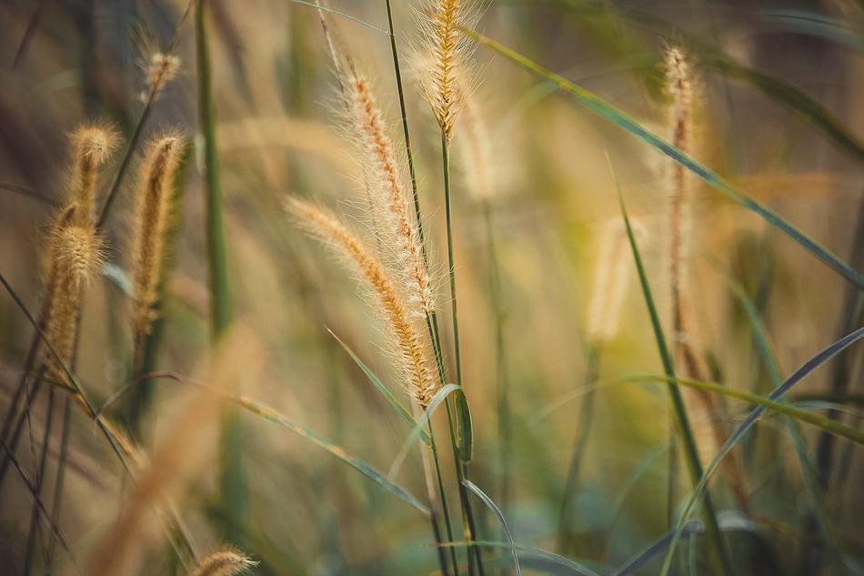 Green reed field