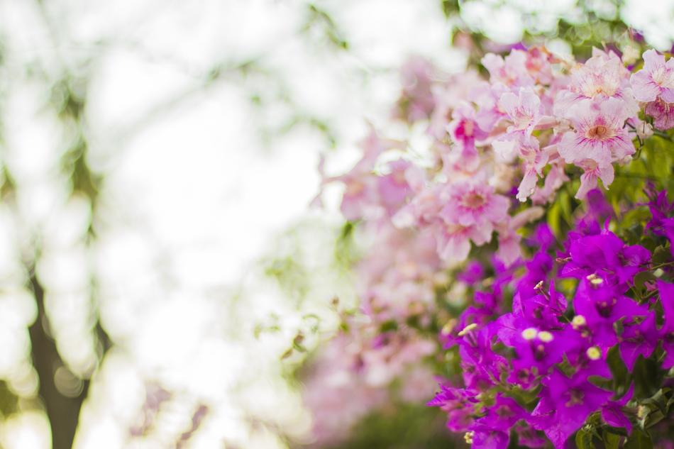 Flowering pink and purple bush