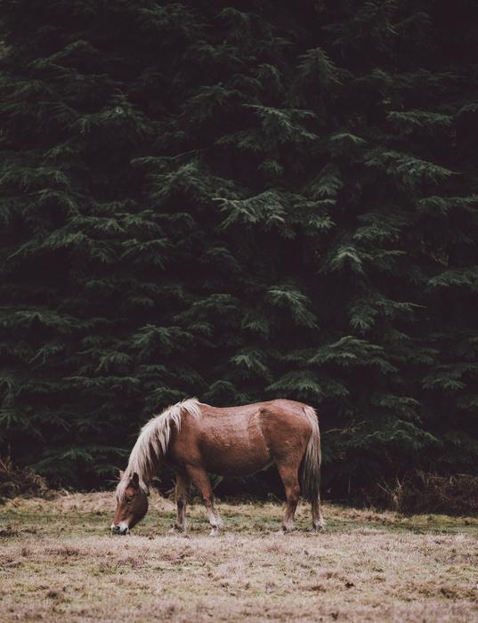 Animal Horse Plants