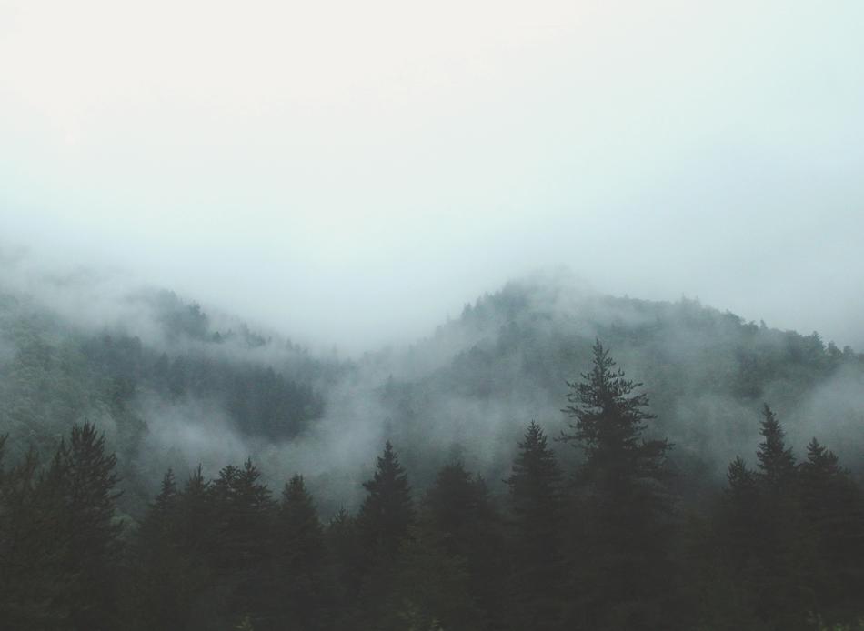 misty landscape with mountains and trees