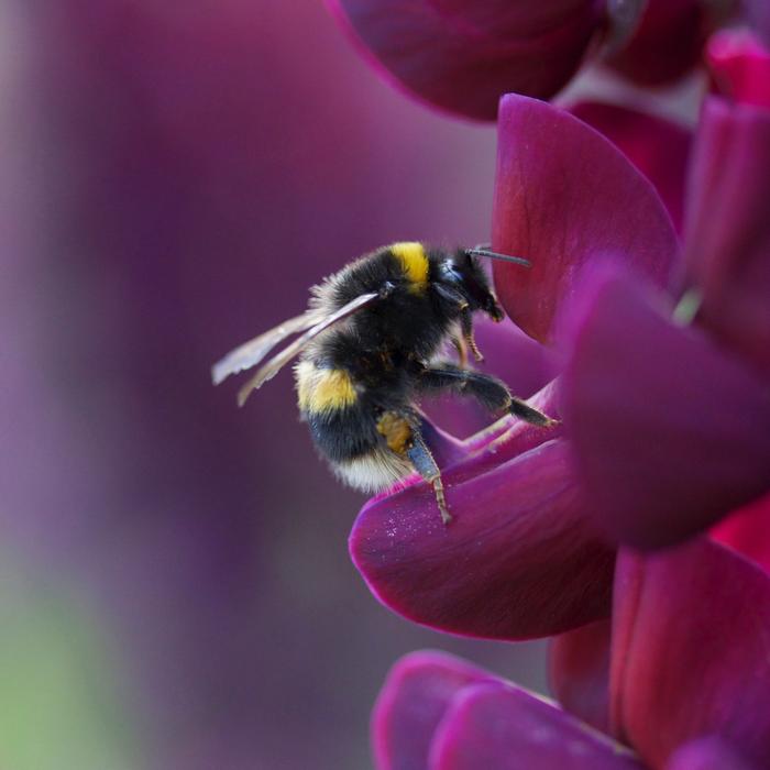 big fuzzy bee