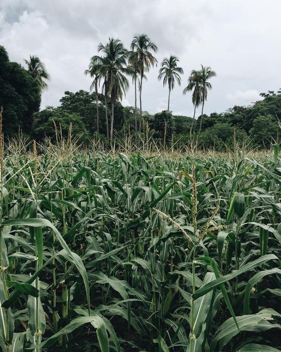Coconut Trees Corn