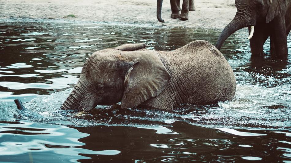 River Lake Animal