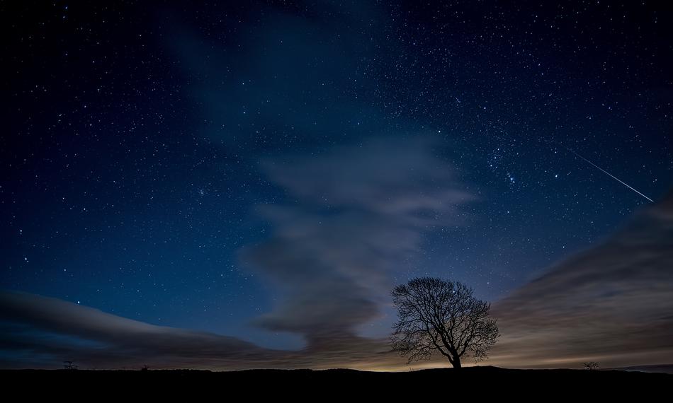 view of tree at the background of evening sky