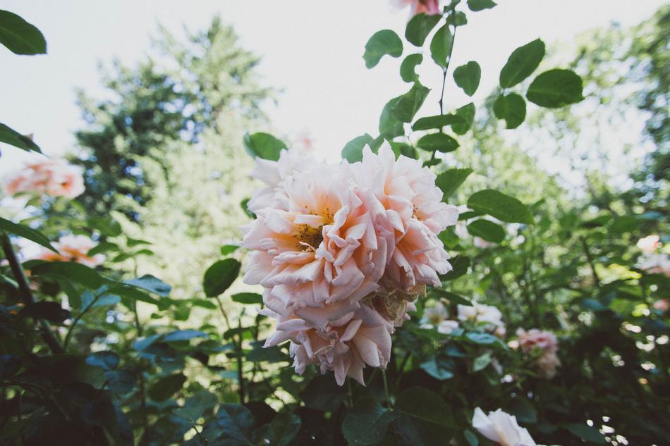 beautiful roses in the bush landscape