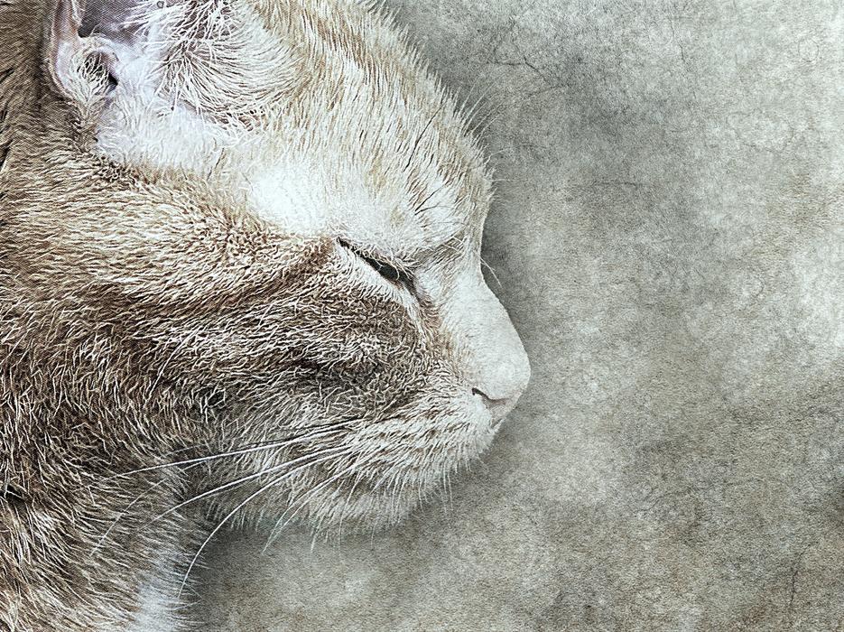 cat pet art abstract vintage