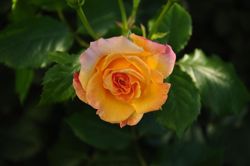 Multi Coloured Rose Blossom