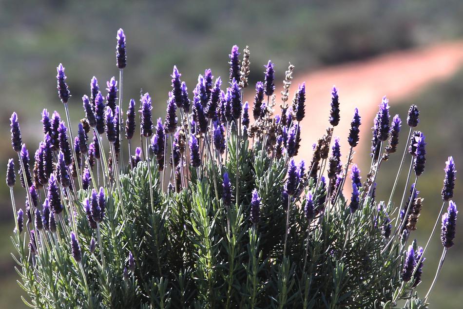 Lavender Bush in Nature