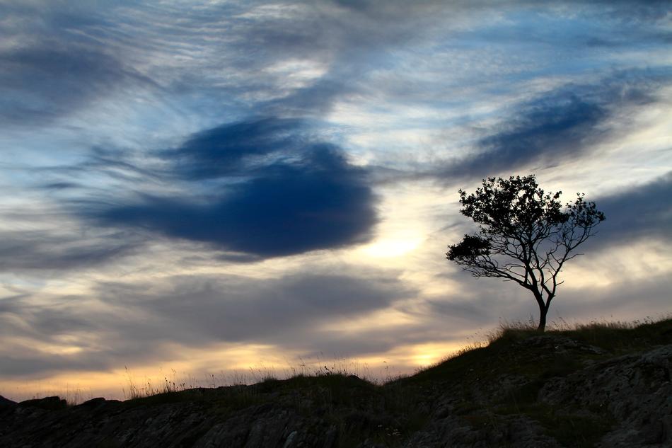 tree on highland at sunset