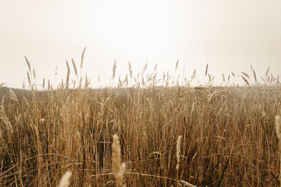 reed Grass Outdoor