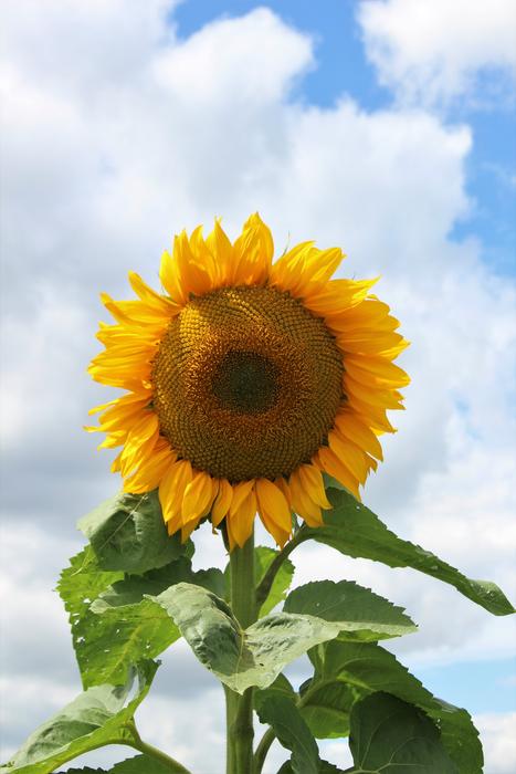 cloud sunflower
