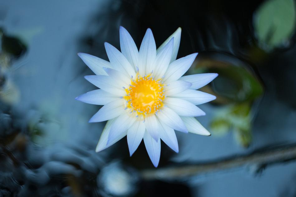 White Petal Flower in pond