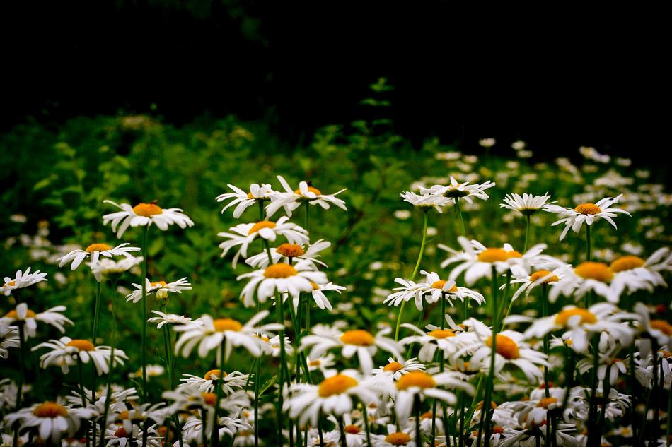 field white flowers
