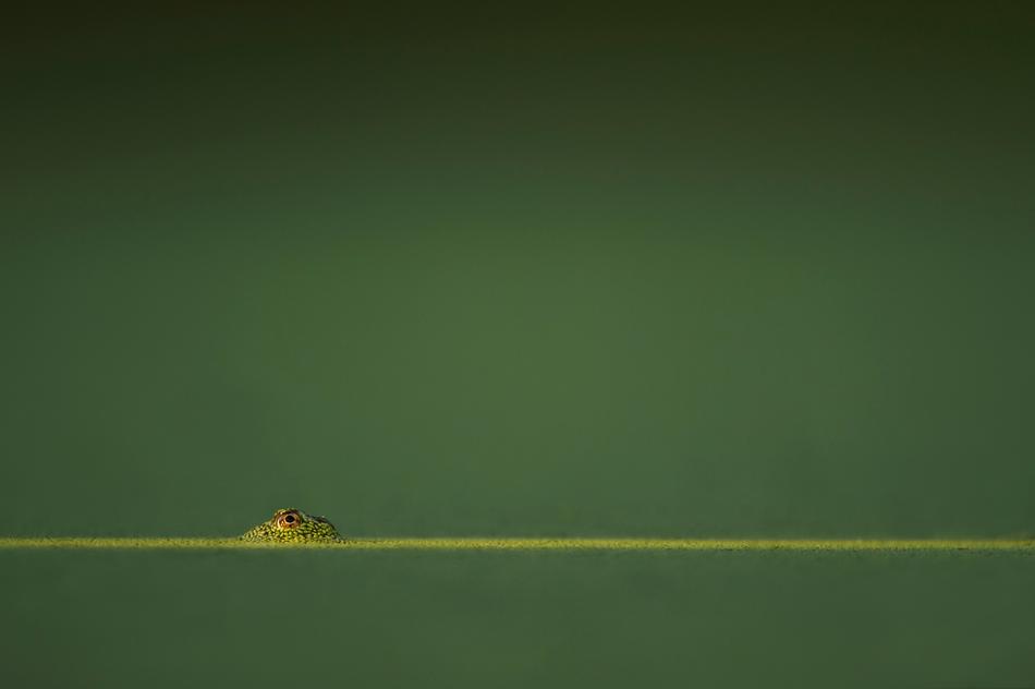 lizard on the green horizon