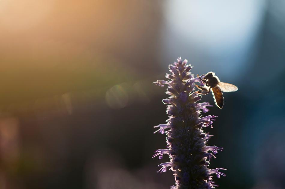 Bee Insect on Flower at sunlight