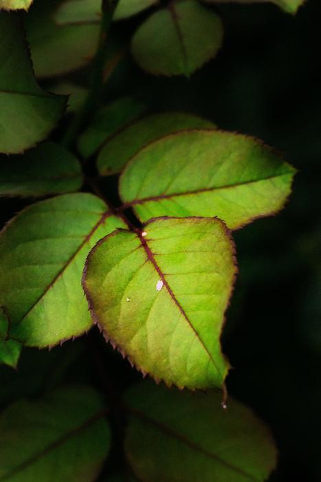 Green Leaf Plant