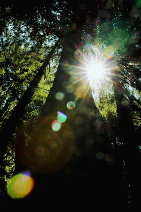 forest at sunshine