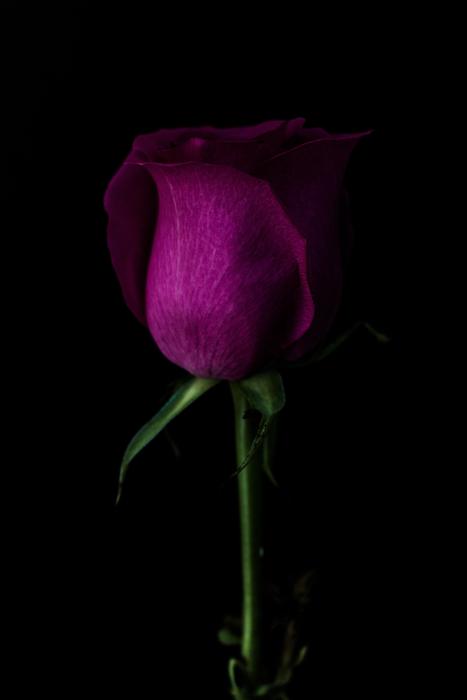 purple flower in dark
