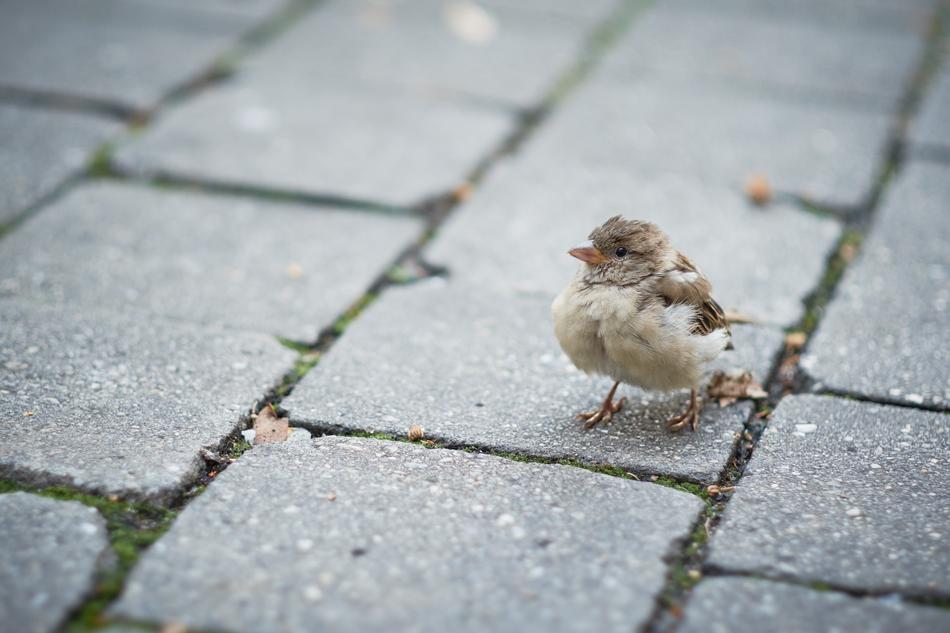 Bird Animal Tile