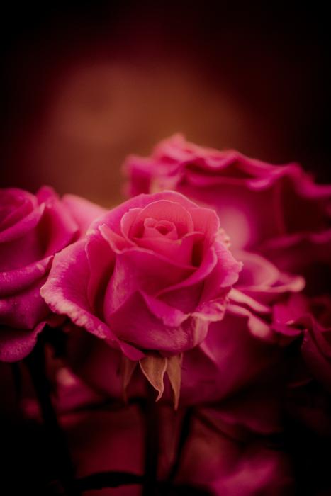 Red Flower Roses photo
