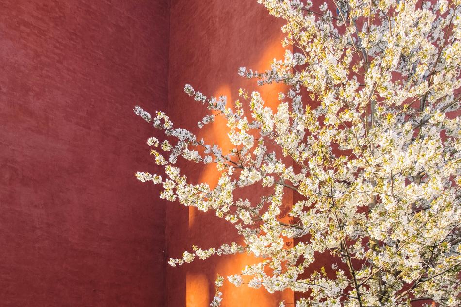 tree flowers by wall