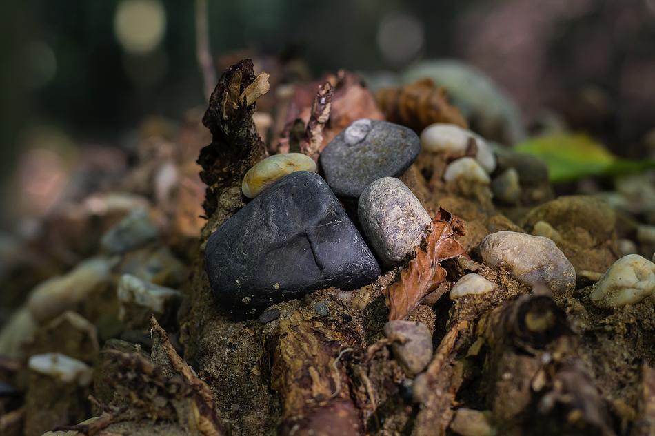 a rock with leaves in the forest