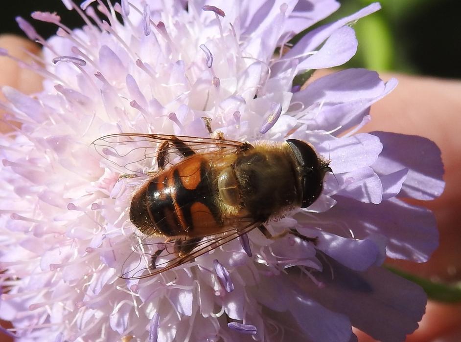 Fly Nature Insect Animal